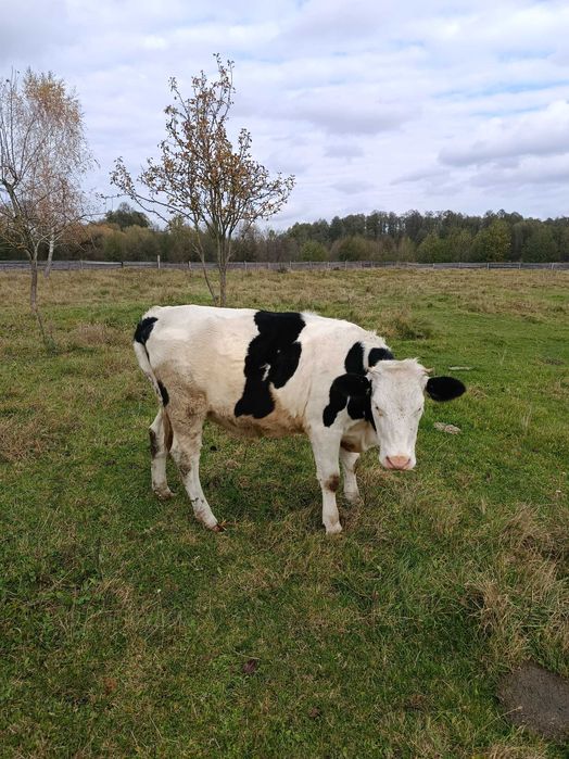 Теличка на тримання