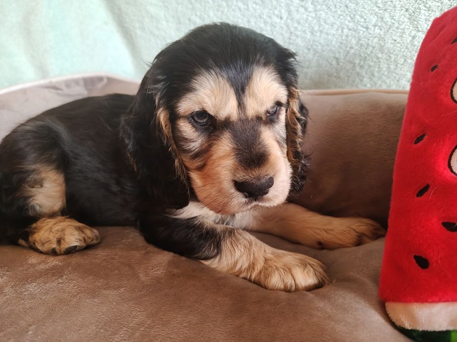 Cocker spaniel angielski piesek , badania
