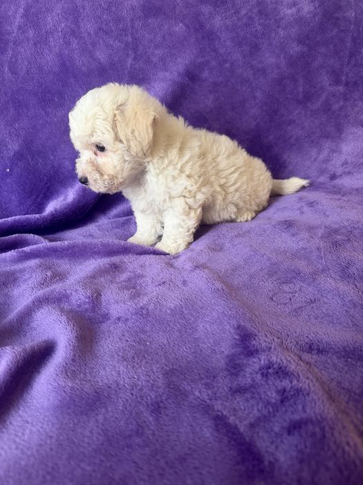 Caniche menina mini
