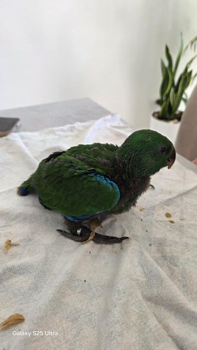 Macho de papagaio Ecletus