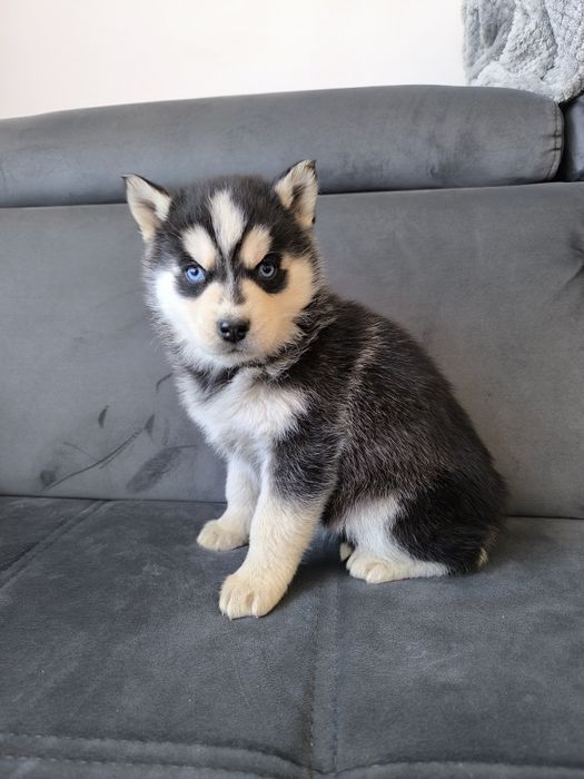 Husky suczka niebieskie oczka