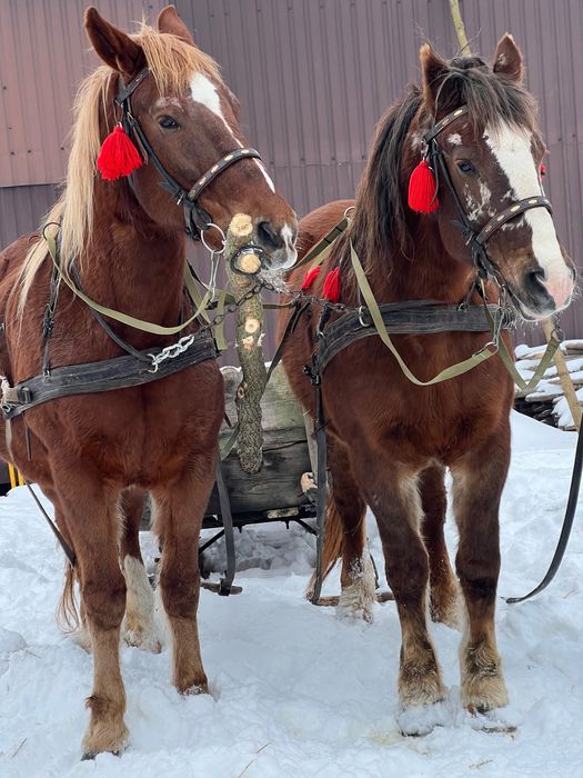 Продам кобилу, кобила, кінь, лошадь
