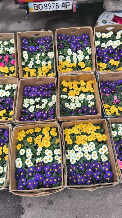 газанія, обріета, маргаритка, квіти оптом, доставка Київ\Троєщина