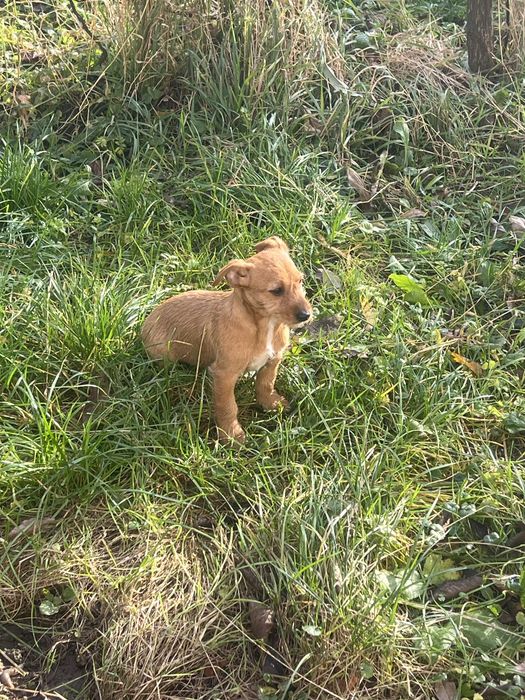 Дві дівчинки джек расел (бородаті)