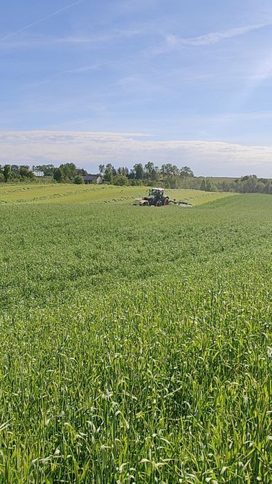 Mieszanka traw na słabe, nasiona paszowe, wysyłka gratis!