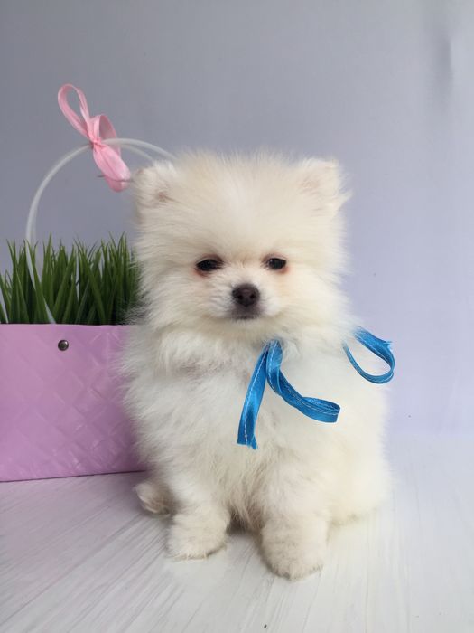 Прекрасні  Шпіци VIP  Хлопчик та Дівчинка