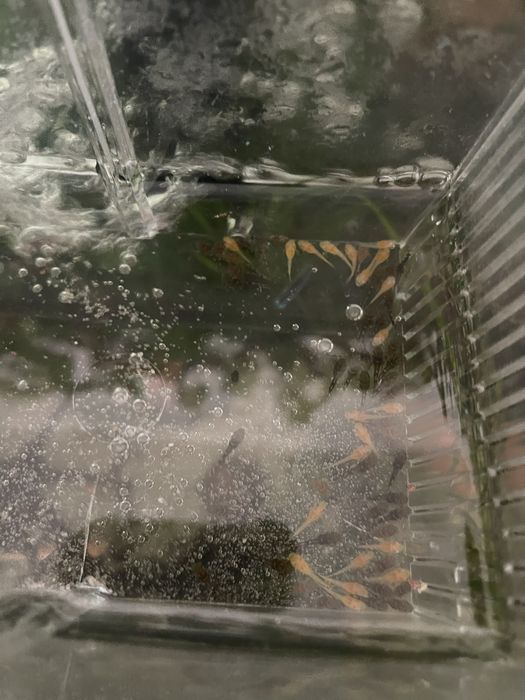 Ancistrus com 1 centimetro