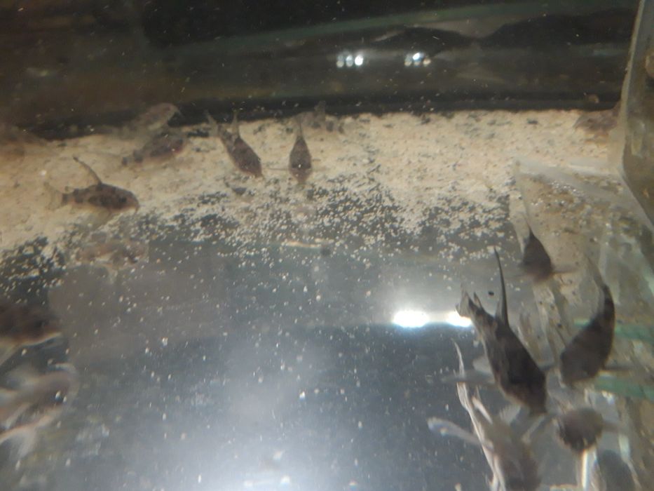 Dorsły Kirys pstry, kiryski  welonowe i zwykłe corydoras paletaus żag