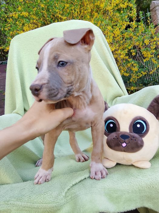 Amstaff suczka skończone 8 tyg gotowa do odbioru