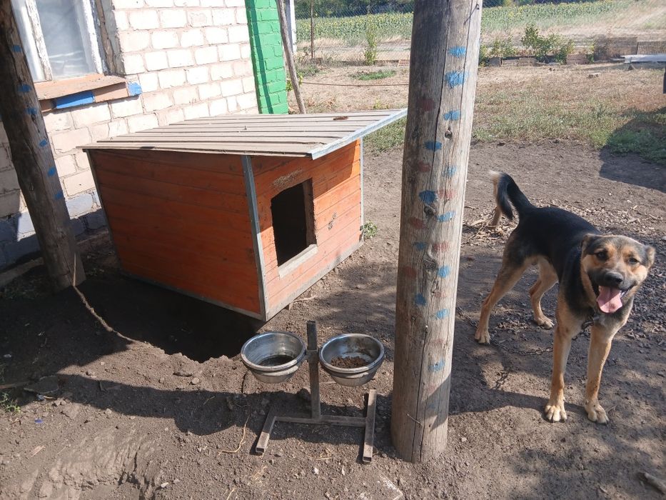 Віддам сторожову собаку