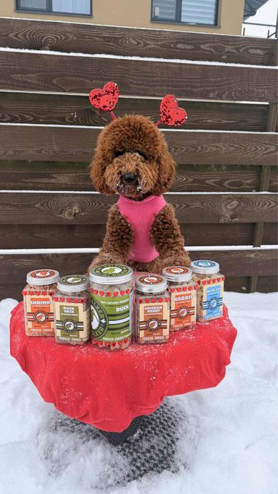 Малий ( середній) пудель цуценята в Києві