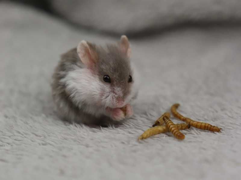 Chomik, chomiki, chomik campbella REX, rodowodowe chomiki campbella