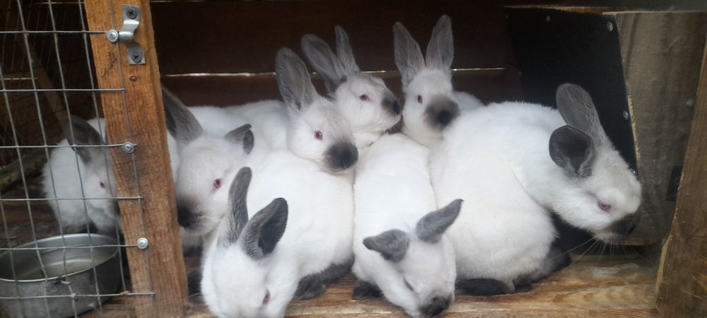 Молодняк кроликів різних порід