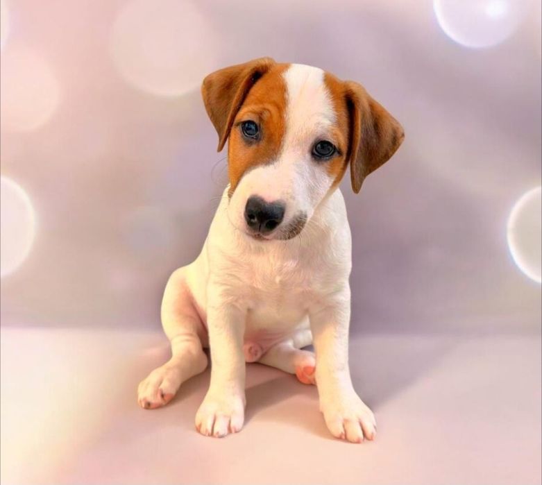 Super Jack Russell Terrier!