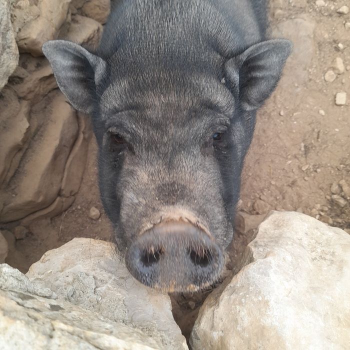 Porca Vietnamita
