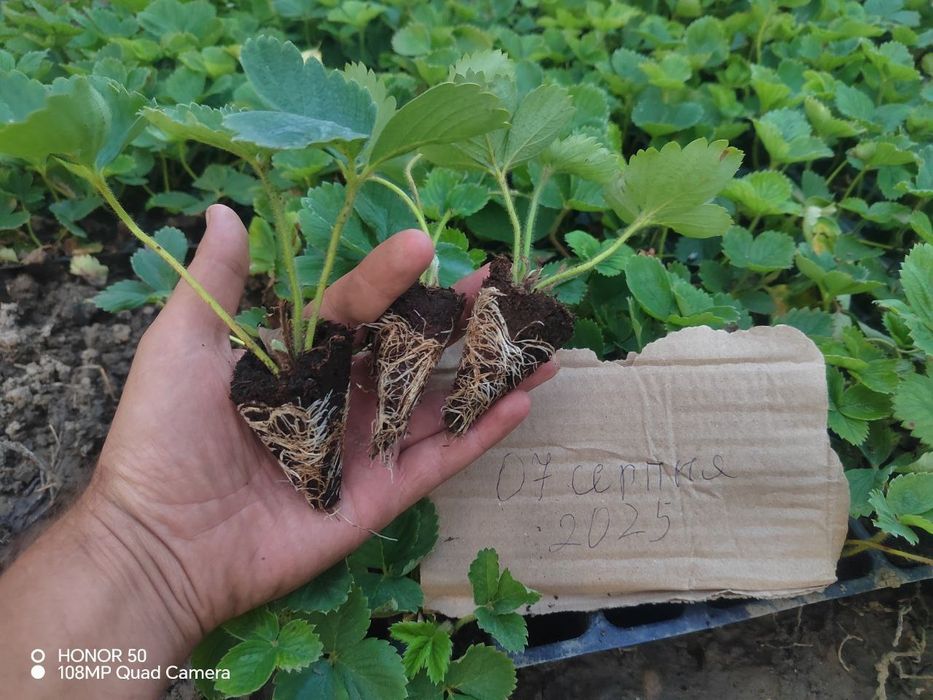 Продам саджанці полуниці