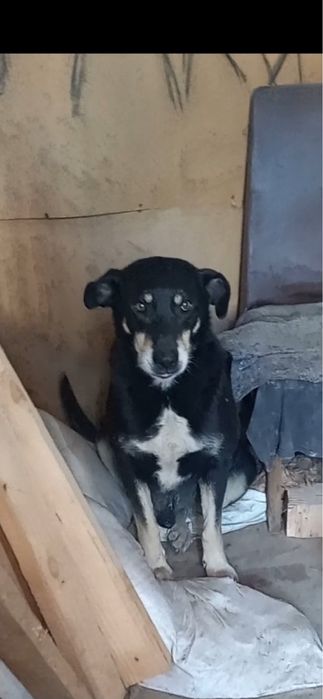 Віддам в семью  гарну охорону