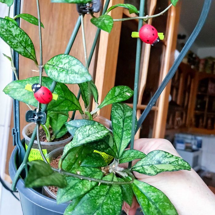 Хойя Classipetiolata from Vietnam , найкрасивіша,вкорінені і на зріз.