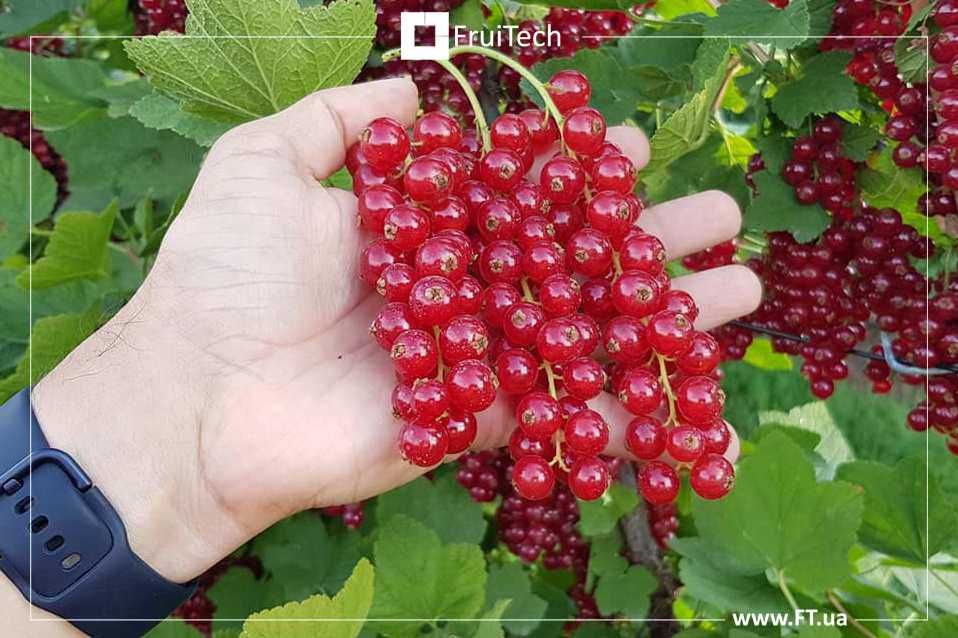 Саджанці ЧОРНОЇ СМОРОДИНИ, ПОРІЧКИ та АГРУСУ від розсадника ФруТек