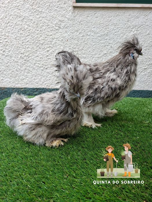 Sedosa do japão CASAL