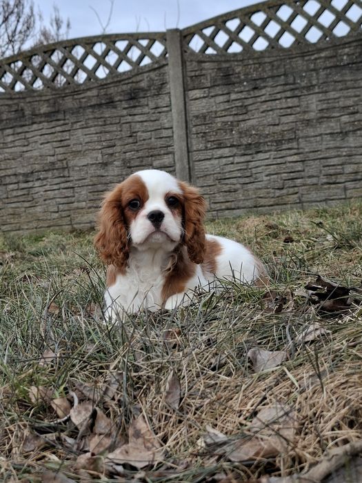 Cavalier King Charles spaniel piesek