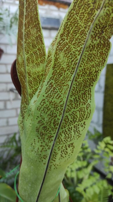 Microsorum punctatum. Папороть