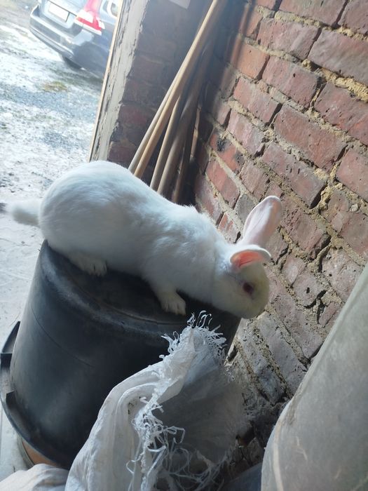 Продам Кролів Дорослі та молодняк