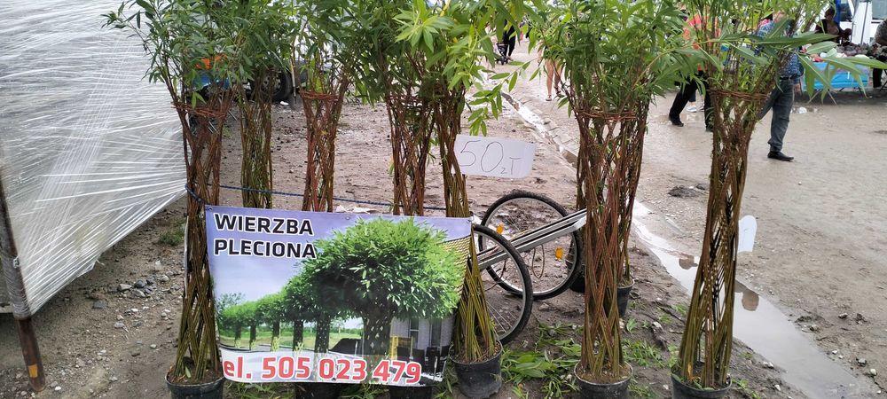 Wierzba pleciona