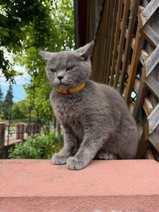 Продаємо котики-британці