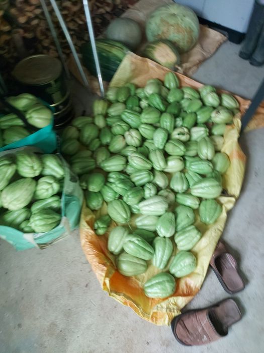 100 kg de chuchus caseiros biogicos legume muito bom para a saúde