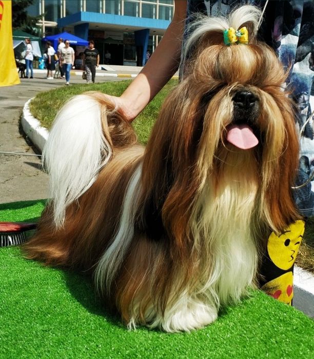 Милі , лялечки , цуцики Ши- Тцу  КСУ FCI