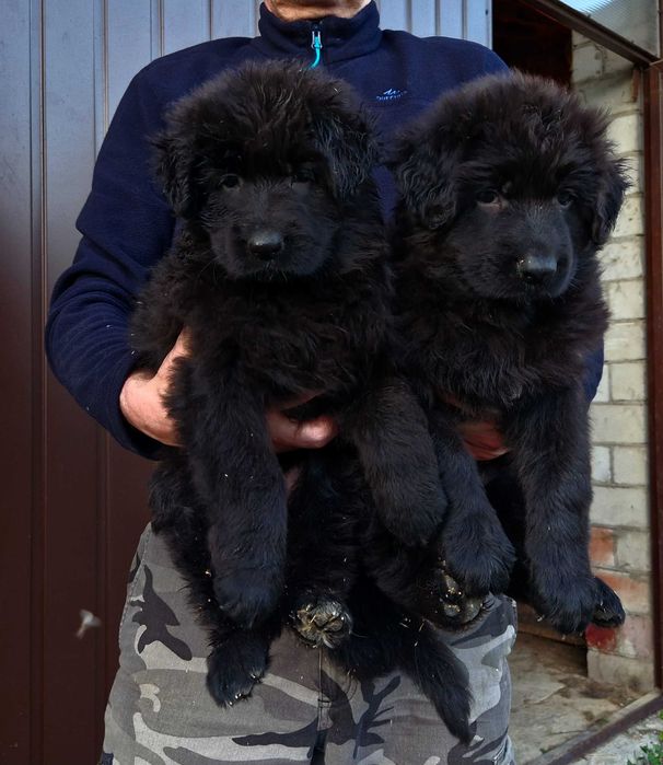 Owczarek Niemiecki Długowłosy Czarny-Rezerwacja