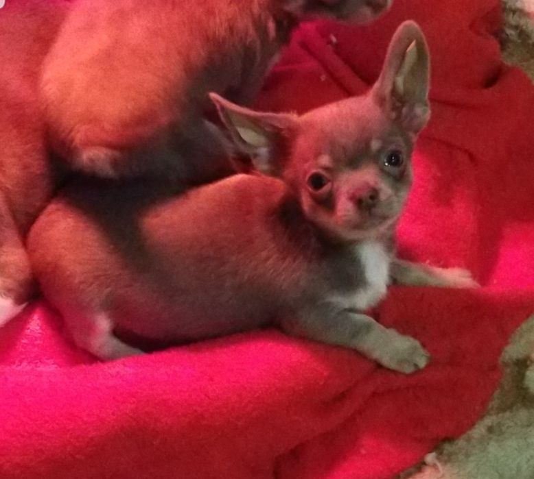 Девочка чихуахуа лиловая