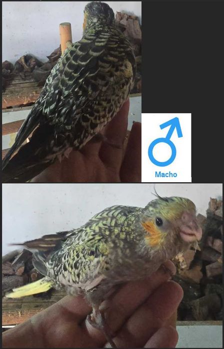 Caturra domesticada a ser criada à mão