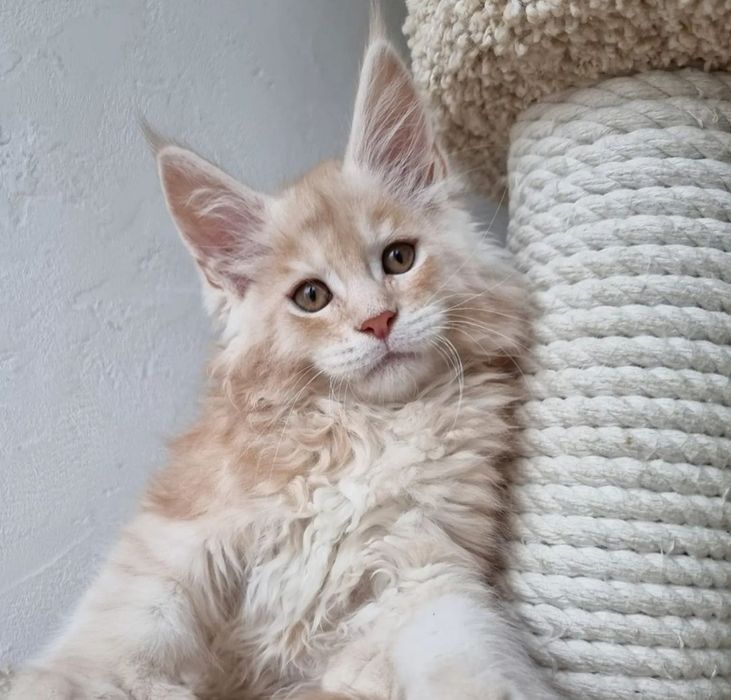 Роскошные котята Мейн-кун