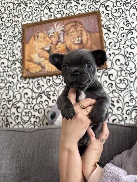 Французький бульдог