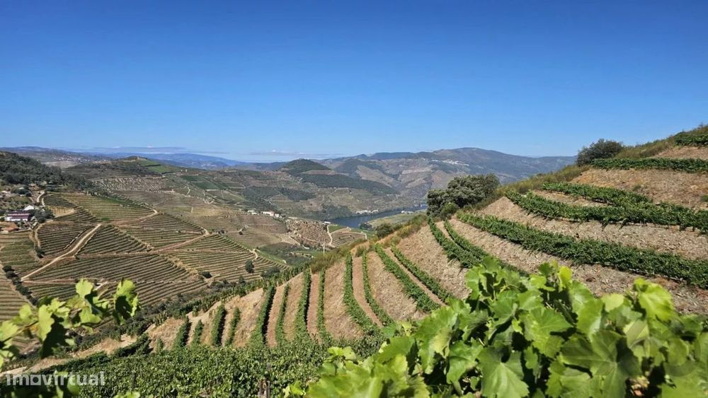 Quinta com 20 Hectares no Douro | Vinha em Produção, Olival e Marca Pr