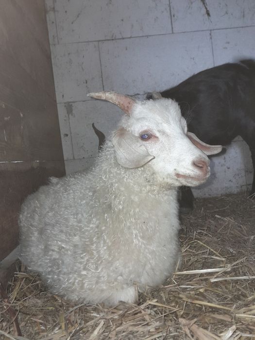 Пухові кози (придонська порода)