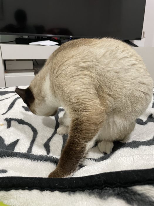 Gata siamesa para adocao