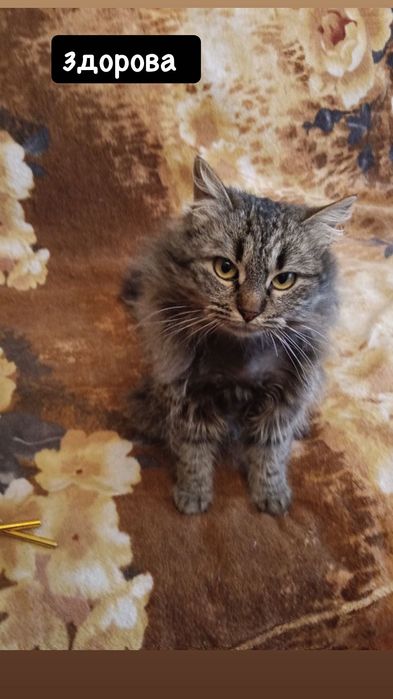 Мини версия мейнкуна )