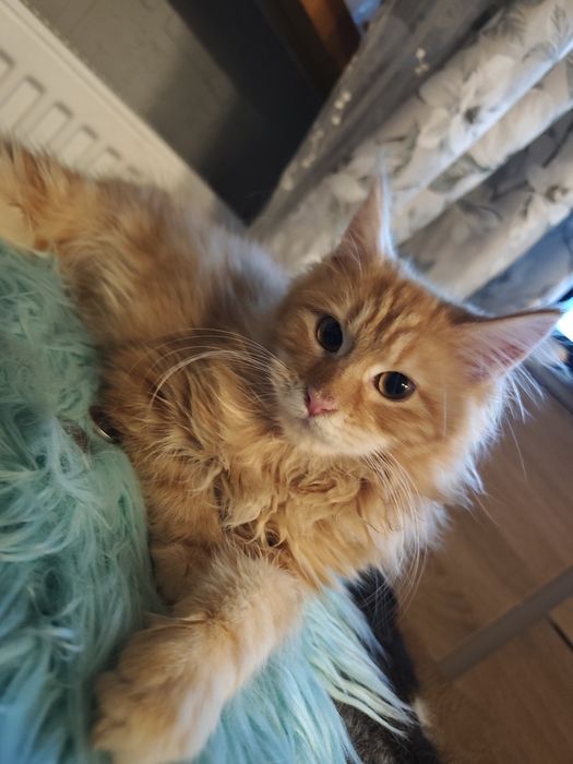 Dziewczynka Maine Coon