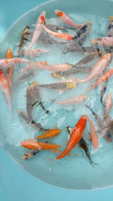 Carpas koi tosai premium