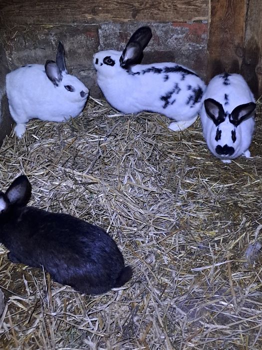 Królik bos srokacz termondzki