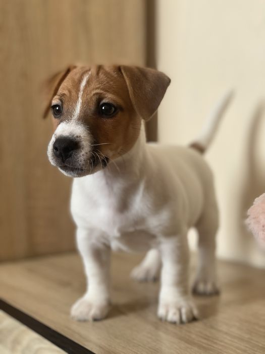 Джек рассел цуценя, вакциновані, ветпаспорт