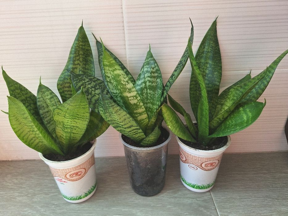 Сансевієрія, сансев'єра