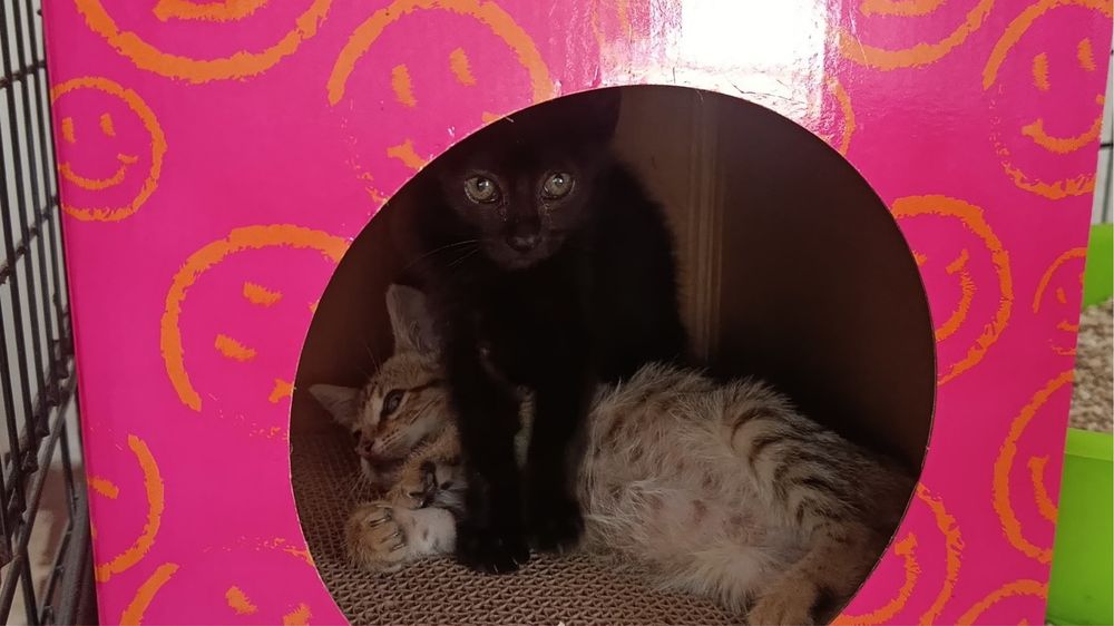 Gatinhos bebés para adocão responsável