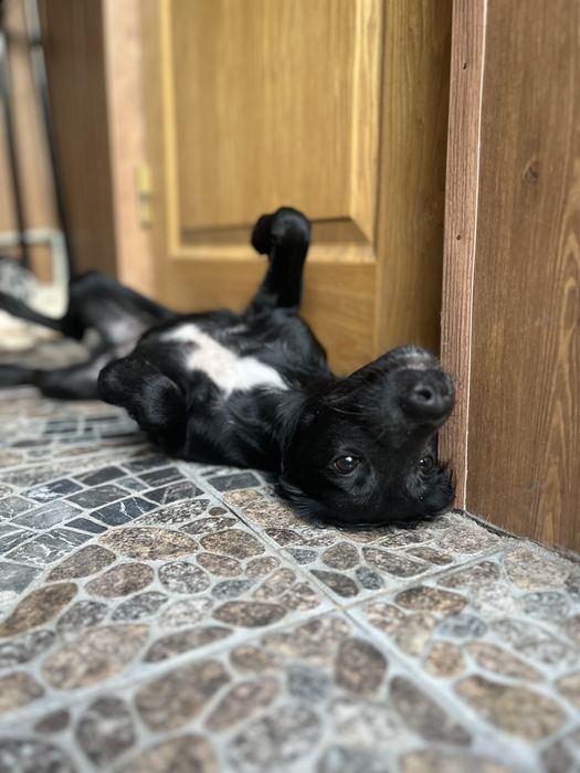 Домашняя Передержка Перетримка Кинолог передержка с дрессировкой