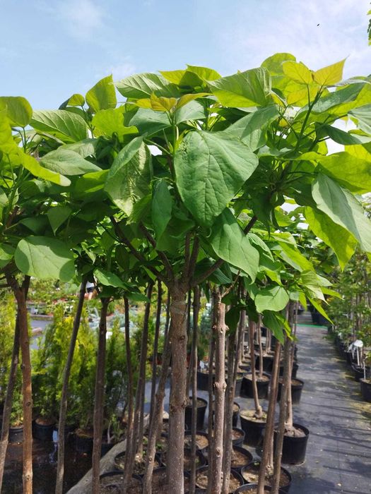 Katalpa Catalpa bignonioides Nana szczepiona grube pnie Aurea Purpurea