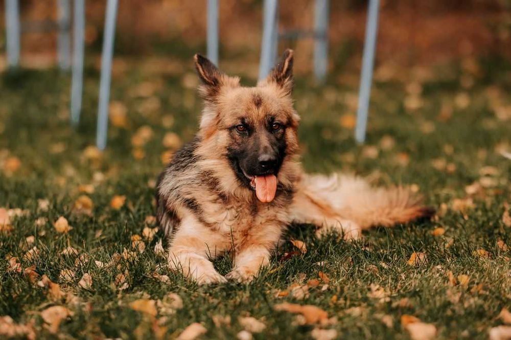 Delikatna Hercia w typie owczarka niemieckiego poleca się do adopcji!