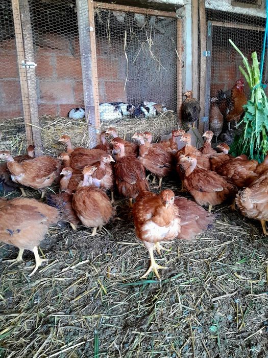 Frangas de poedeiras vermelhas